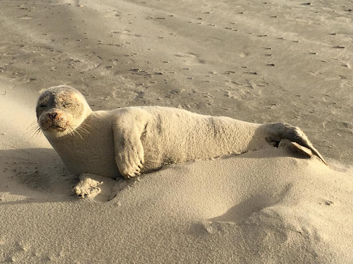 Sternenlicht Apartman Norderney Kültér fotó